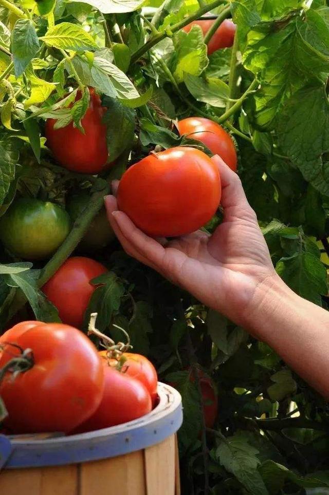 夏天農村老家周圍瓜果蔬菜怎麼種好呢