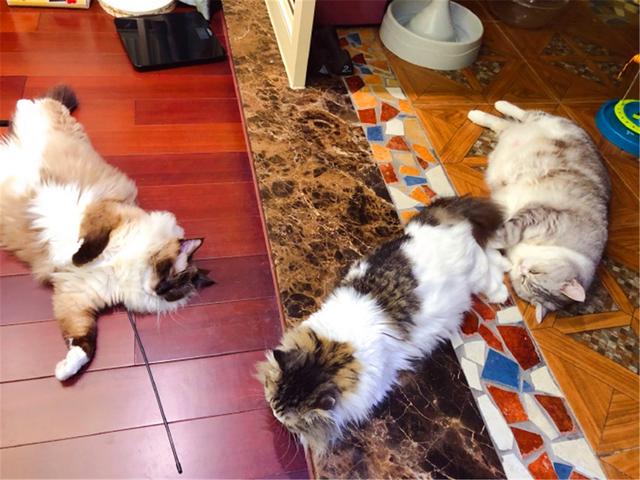 有关于宠物的网站模板:为什么狗狗和猫猫丢了之后还会认得回家的路？ 关于宠物主题的网站设计