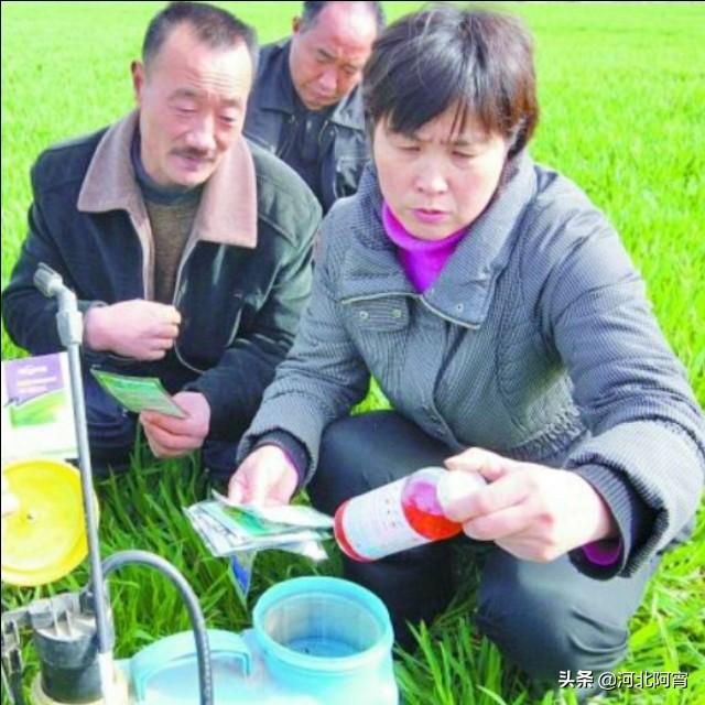 麦田多花黑麦草怎么防除:小麦除草剂元旦前打还是元旦后打？