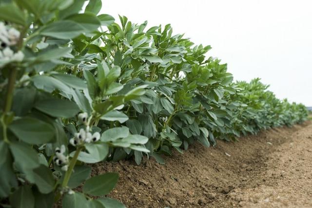 头条问答 蚕豆冷藏能放多久冷冻蚕豆需要焯水吗 9个回答