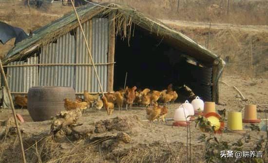 鸡舍环境消毒:鸡舍带鸡消毒用什么药 用生石灰给鸡舍消毒？可以用吗？