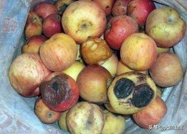 酵素菌生物肥的生产:如何使用腐烂的水果做有机菌肥？