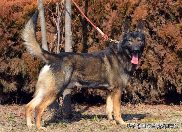 昆明犬图片:昆明犬与东德牧羊犬哪个好？为什么？