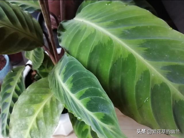 大太平鸟和小太平鸟:挑选绣眼鸟，有什么误区需要避开吗？