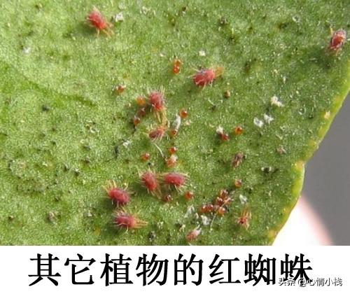 杂交鹅掌楸栽植技术:鹅掌楸种植技巧 怎样才能养好鹅掌藤呢？求大神指点？