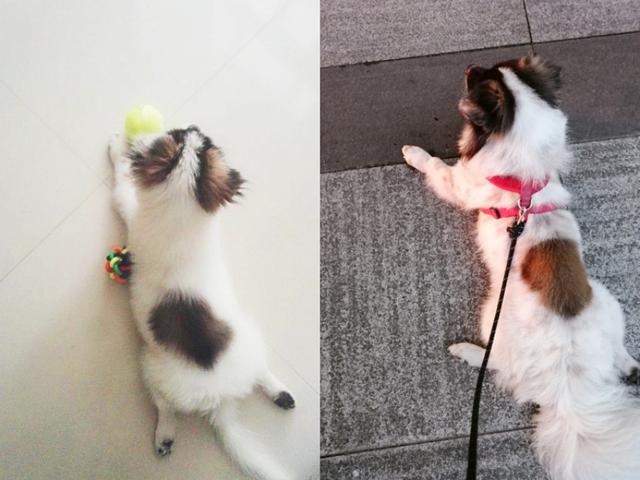 陕细狗咬狗不咬:狗出门或回家喜欢咬链子，但遛的时候不咬，这是怎么回事？
