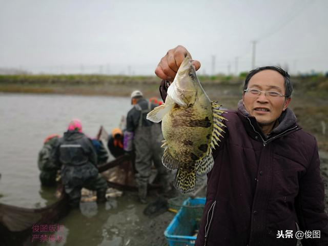 软骨鲫鱼苗种:现在这个季节龙虾池适合杀灭鲫鱼吗？