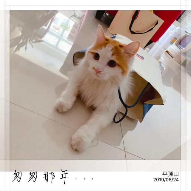 养了一年多的猫咪，家里到处都是毛，还有味道，有点不想养了怎么办？插图33