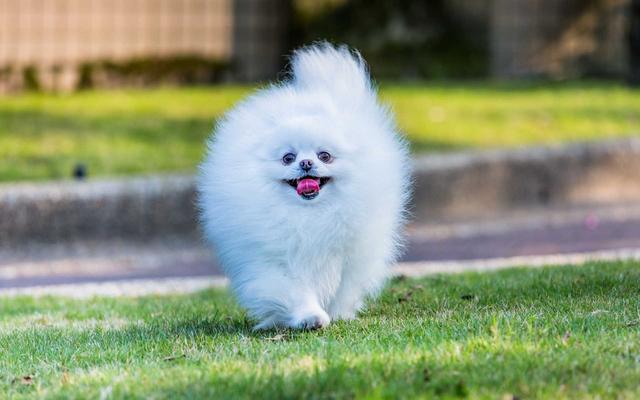 博美犬美容(博美狗狗美容)