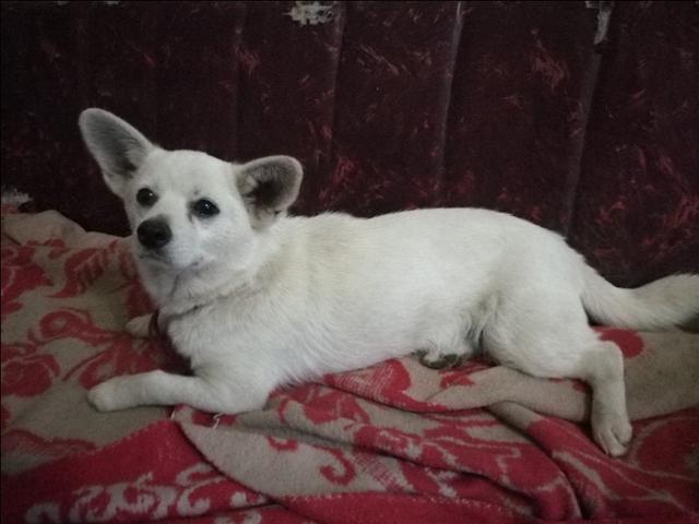 黑熊犬:农村人一般来讲喜欢养地方狗，为什么？