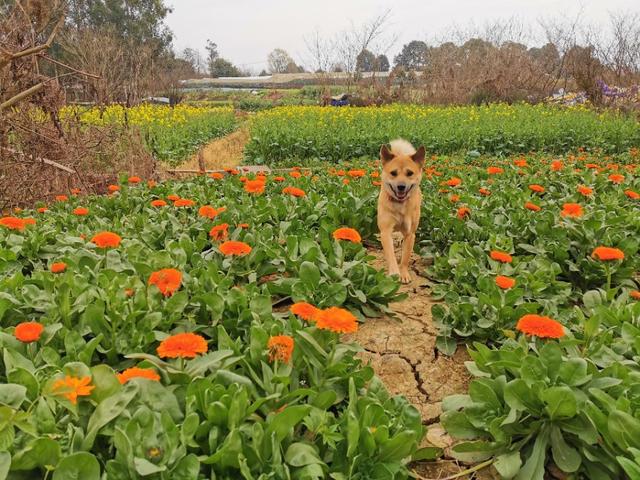 北京犬和京巴犬的区别:中华田园犬和宠物狗，区别在哪？如果是你，你会想养哪种狗？ 北京京巴犬多少钱一只