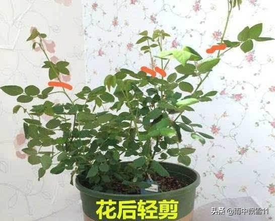 秋天月季花栽培方法如下:立秋后阳台月季该如何养护？