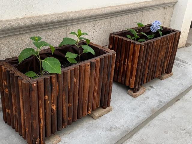 头条问答 八仙花 花型丰满 大而美丽 盆栽要如何管理呢 12个回答