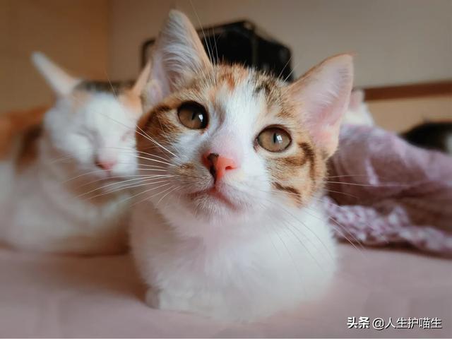 猫咪绝育当晚走来走去:猫咪会害怕主人抛弃它吗？