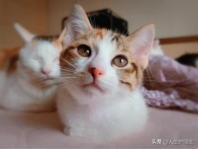 猫咪绝育当晚走来走去:猫咪绝育完一直走来走去可以吗 成年猫咪几乎笼养，但是一直叫，该怎么办？