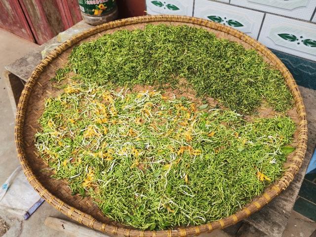 南方地区耐阴耐寒的植物有哪些？