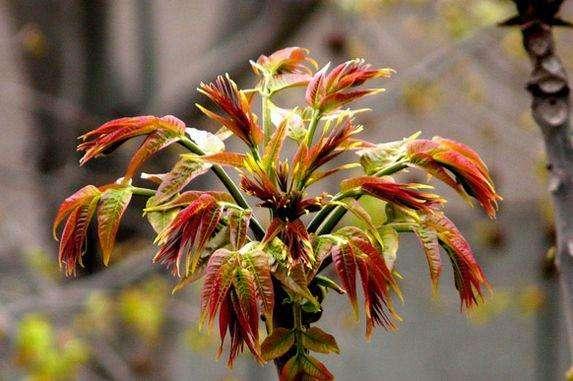 种什么果树最镇宅,植树节前后，农村院子里栽什么树比较好？