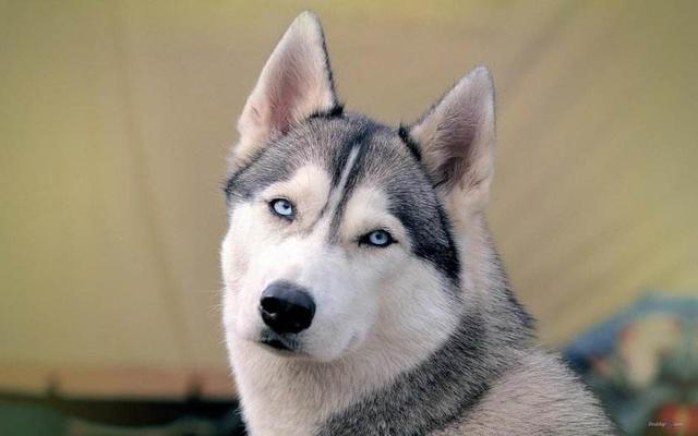 养英国雪达犬是种怎样的体验:如果雪橇三傻三只狗一起养，会不会被搞到精神崩溃？