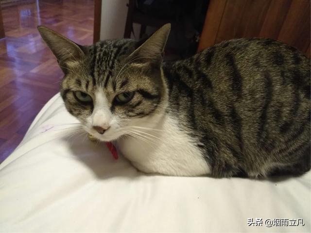 中国狸花猫:为什么中国狸花猫的野性比较大？ 中国狸花猫价格