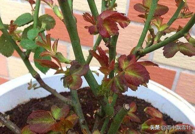 秋天月季花栽培方法如下:立秋后阳台月季该如何养护？