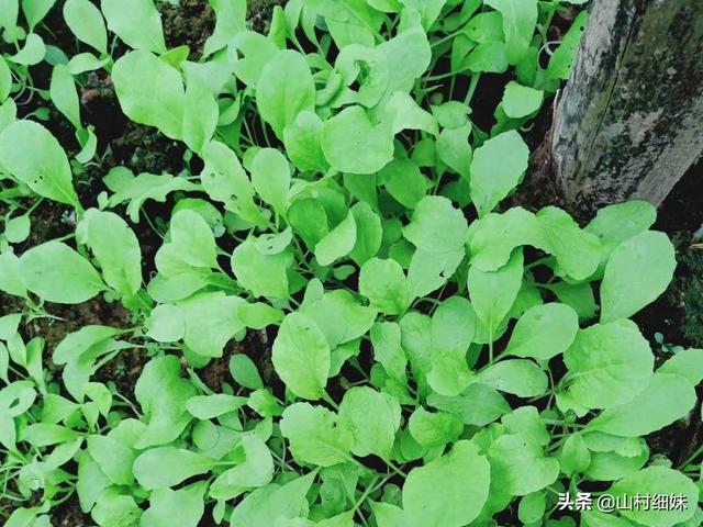 秋田蕗种植技术:水稻栽培高产技术在哪几个环节？