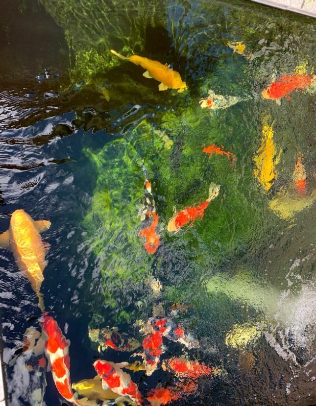锦鲤 鱼缸尺寸:一个长60高36宽35的鱼缸可以养10厘米的锦鲤几条？