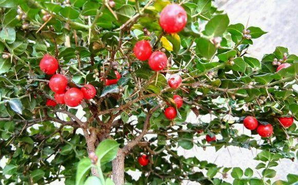 头条问答 - 小叶虎刺果子怎么育苗?(3个回答)