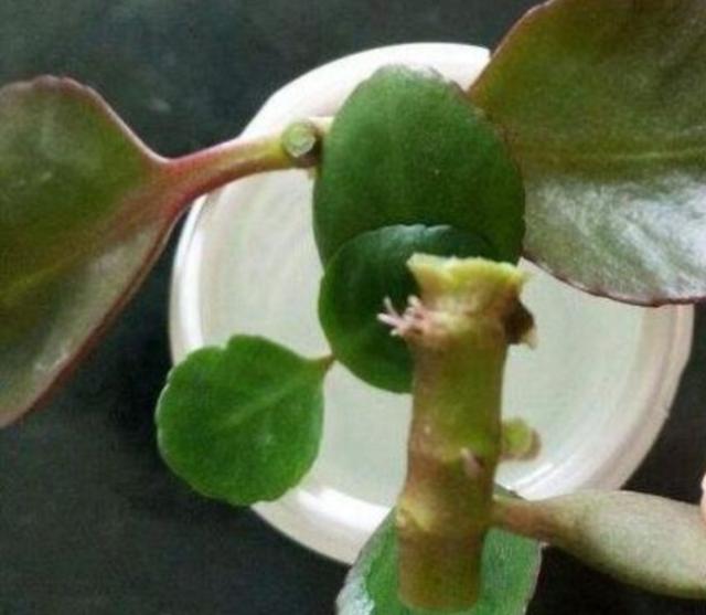 长寿花有毒吗:长寿花、好运花有毒吗，能放家里吗？