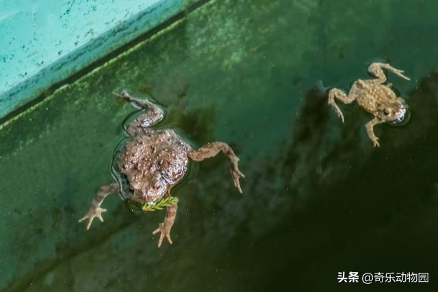 黑眶蟾蜍 捕食:蟾蜍是庄稼卫士，不咬人不伤人，为什么大多数人都害怕触碰它们？