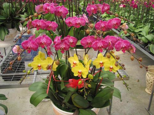 头条问答 家庭怎样才能养好蝴蝶兰组培苗 15个回答