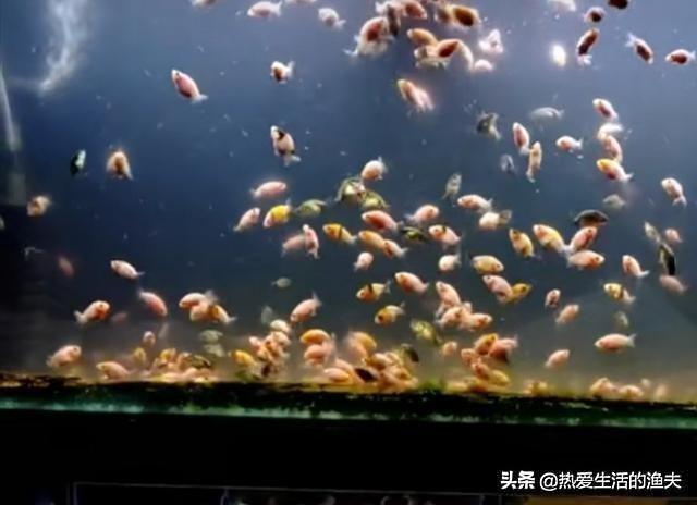 头条问答 金鱼鱼苗怎么才能养好 13个回答