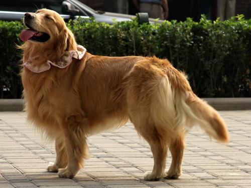 东莞金毛犬吧:想养金毛犬，但是金毛犬好养吗？