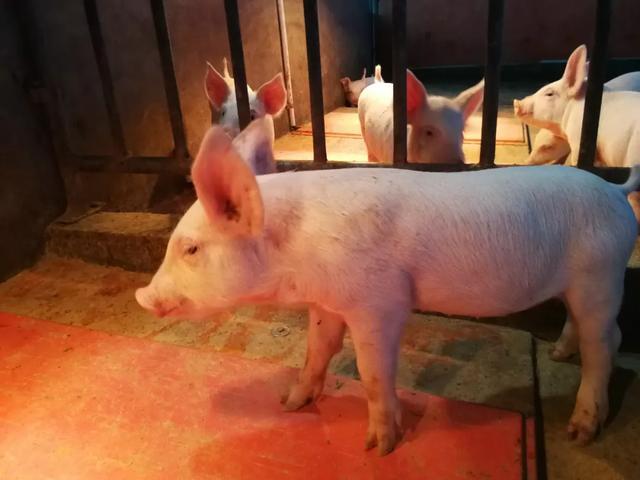 求琴仙的小宠物饲养日记:想回老家养鸡，农村养殖业创业应该如何开始？