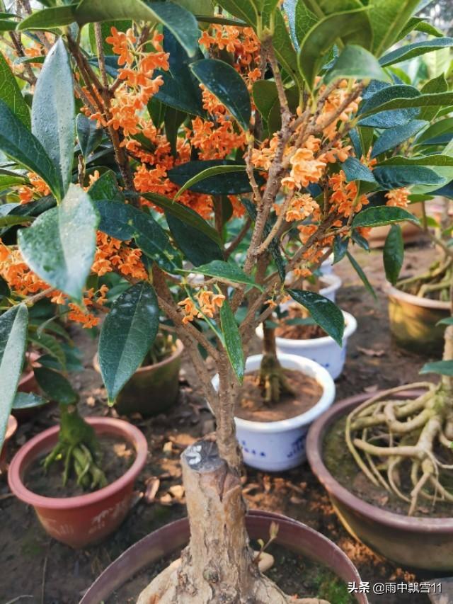 头条问答 盆栽桂花树换盆后可以修剪吗 17个回答