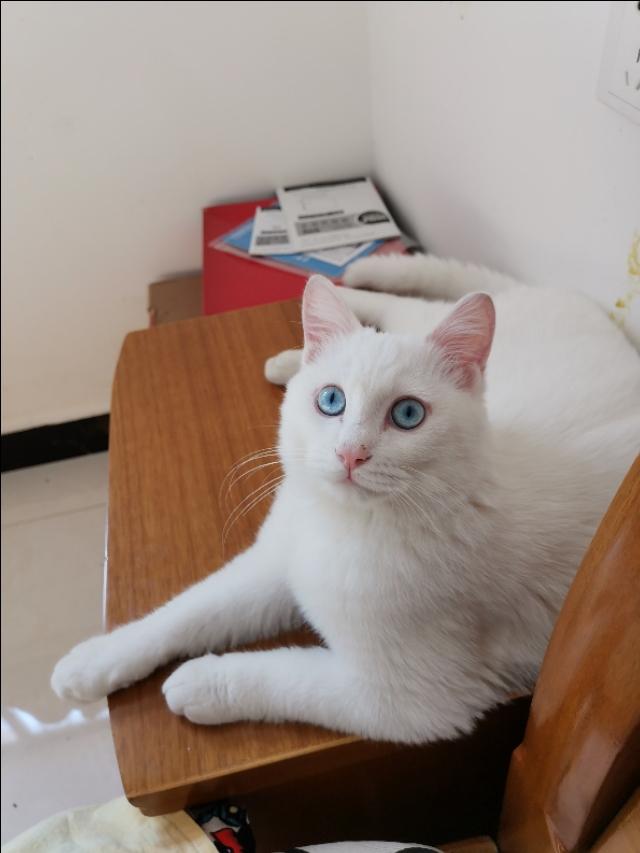 洛克王国减肥猫:我想问一下怎么给三岁的橘猫减肥？