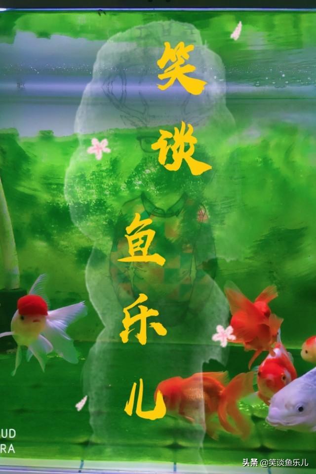 锦鲤鱼常见病及图片:锦鲤无精打采，趴缸，不知原因？