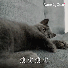 宠物健康知识大全:在家里养小动物（狗和猫），应该注意什么呢？