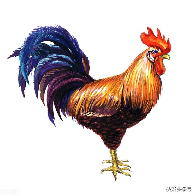 生肖鸡和什么人交往,过程会很痛苦？