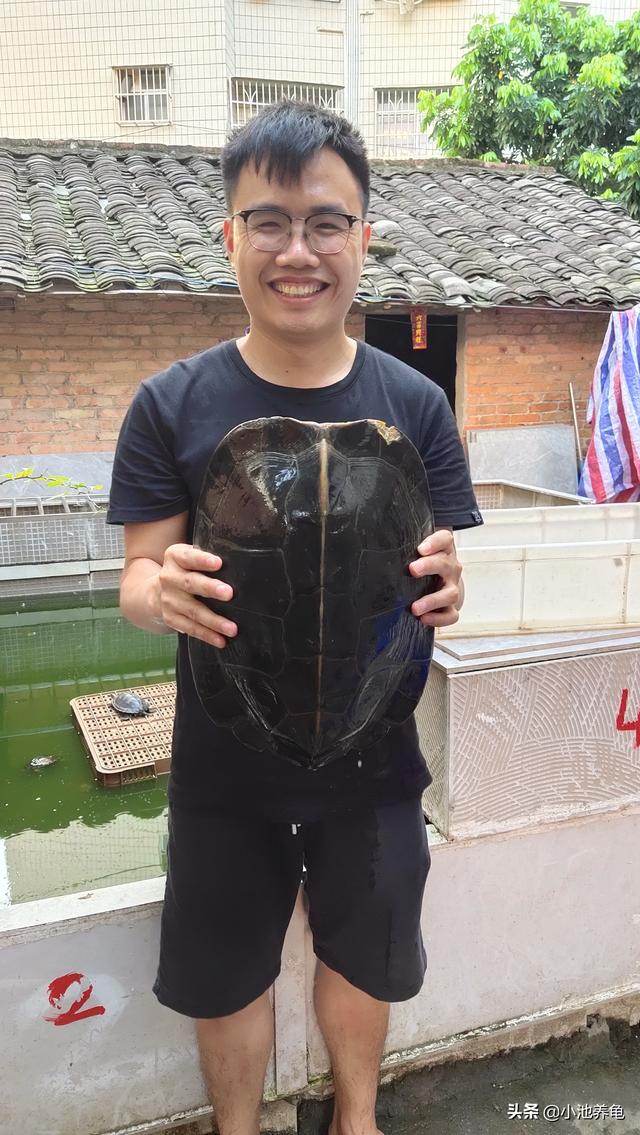 小龟白眼病白膜多久掉:怎么判断乌龟是否得了白眼病？怎样治疗白眼病？