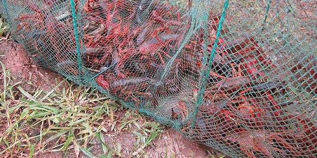 日本对虾养殖论坛:日本对虾养殖论坛 虾塘增氧机打起来水泡多怎样处理？
