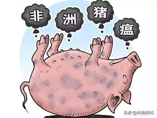 怎么养猪赚钱(养什么挣钱)