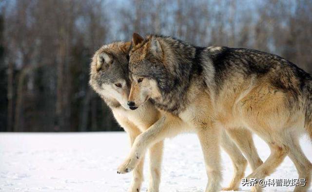 狗和狼的DNA一样吗？插图40