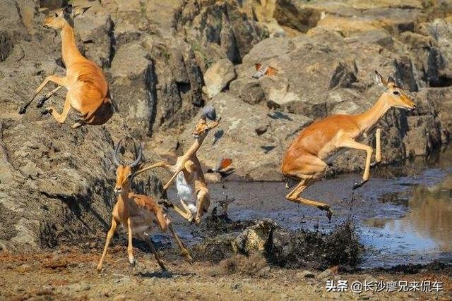 猫怕黄瓜小视频:为什么掐住猫脖子后面的肉，猫就动不了了？猫还有哪些弱点？