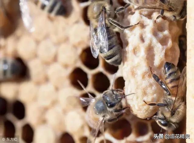 王台庆:自然王台一般做多少个？为什么？