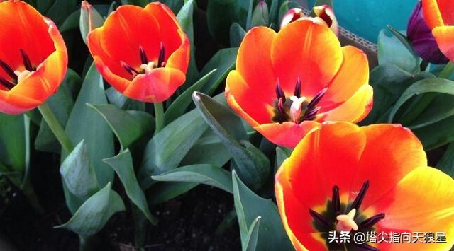 花叶万年青 有毒:花叶万年青有毒吗 养猫花瓶里不能插哪些花？