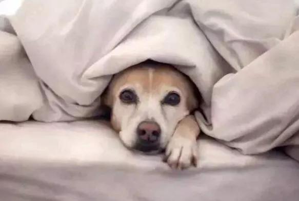 我拉拉布拉多犬和金毛的区别:拉布拉多和金毛犬之间怎么选择？