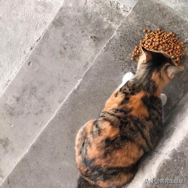 小猫跳出来轻轻咬一下腿就跑:如何判断猫咪的表现是在咬你，还是在和你玩？ 小猫半蹲着走路还发出怪叫