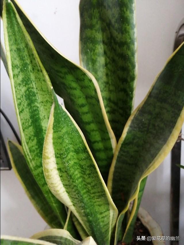 假昙花和蟹爪兰哪个好养:家养的花里，哪些花最好养？