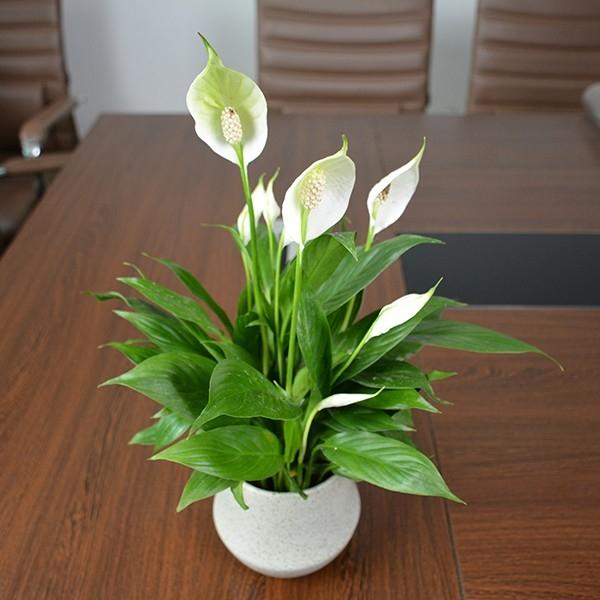 头条问答 - 盆栽白掌,花姿奇特,叶形秀美,要如何管理呢?(8个回答)