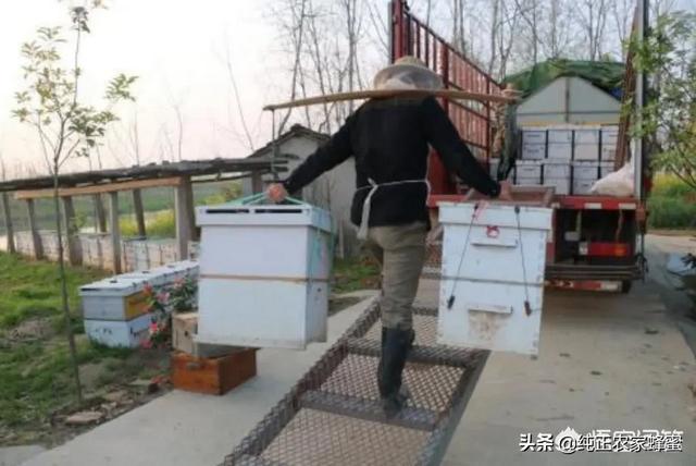 关于蜜蜂的知识有哪些:蜜蜂多久能适应新环境，能飞多远采蜜？
